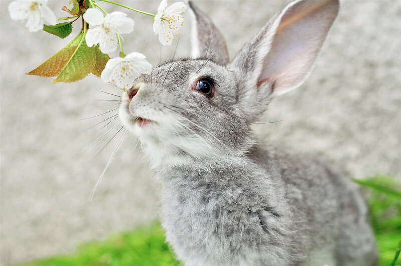 Gray Rabbit Sniffing Flowers — Calm, Spring