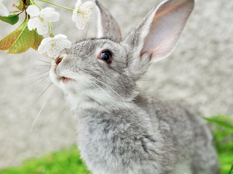 Gray Rabbit Sniffing Flowers — Calm