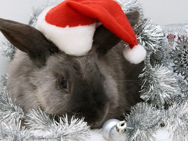 Gray Rabbit Wearing Hat