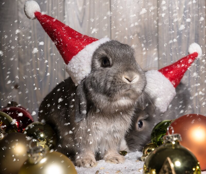 Gray Rabbits in Hats