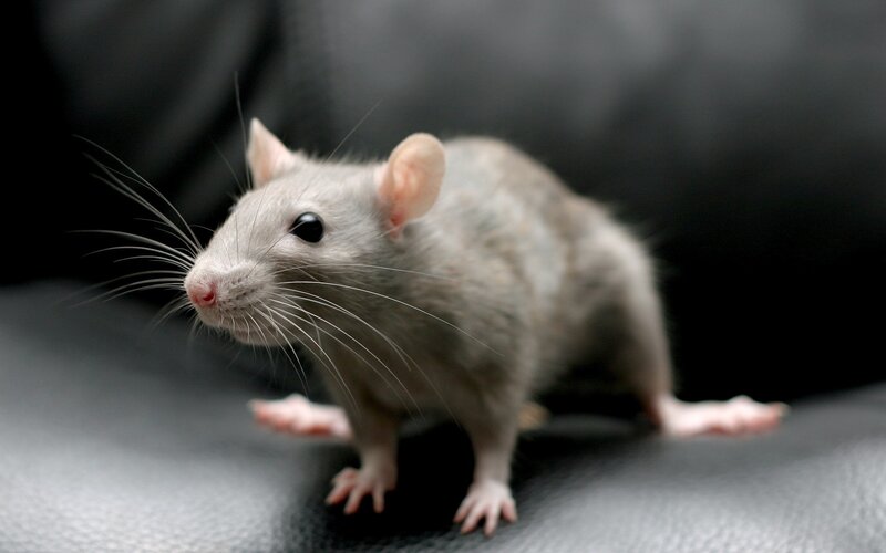 Gray Rat on Black Surface — Neutral