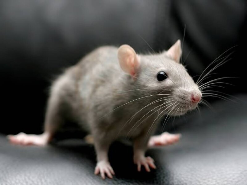 Gray Rat on Dark Surface — Neutral