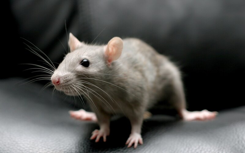 gray rat on dark surface