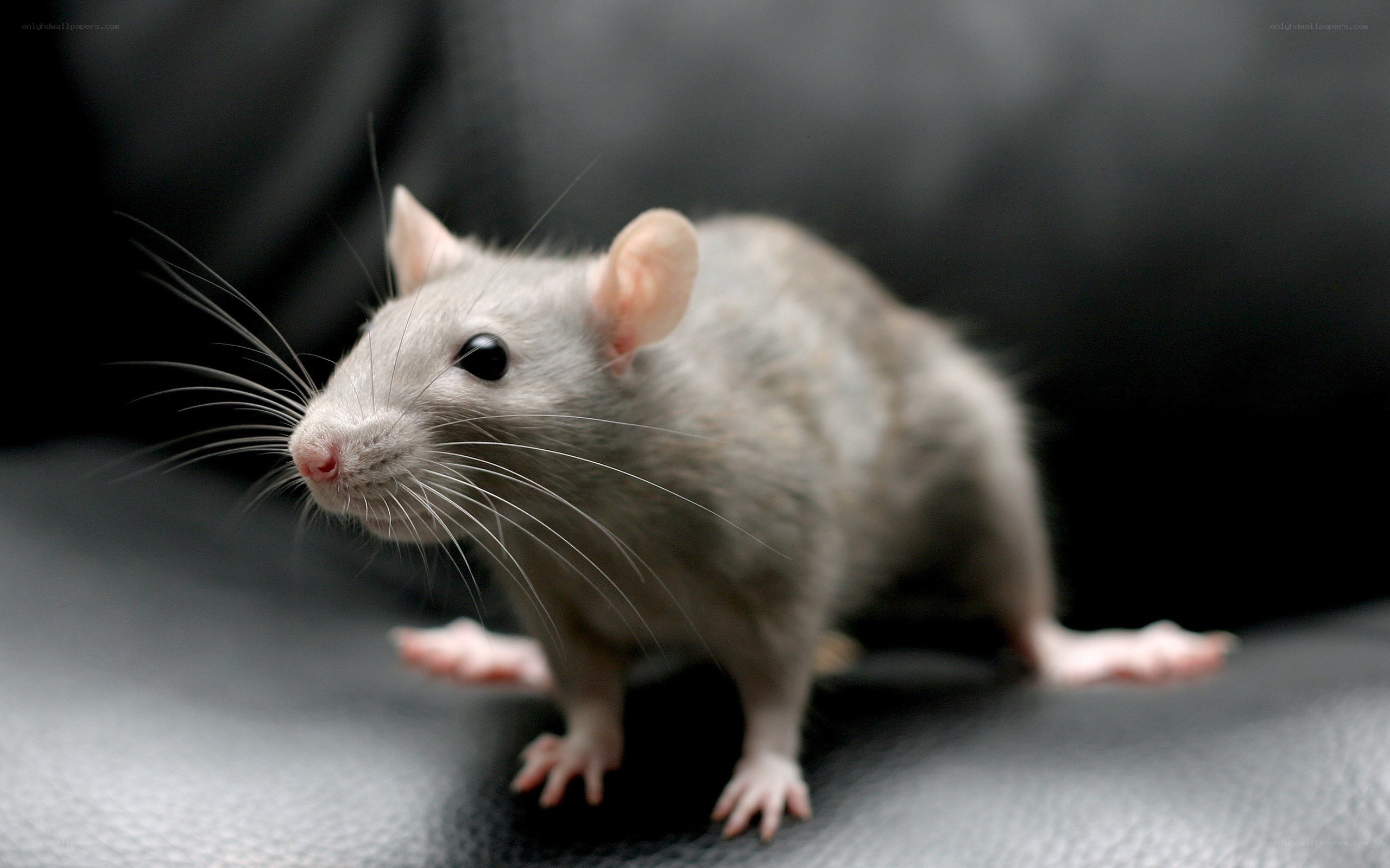 gray rat on dark surface