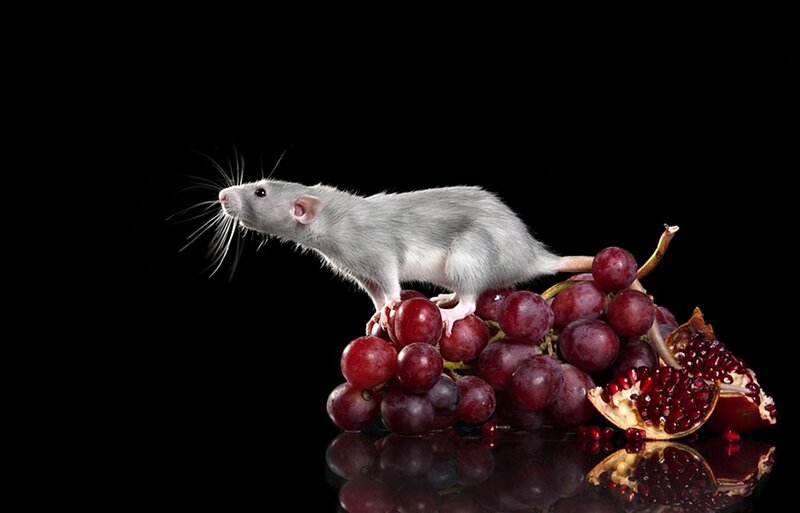 Gray Rat on Grapes
