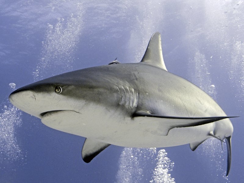 Gray Reef Shark