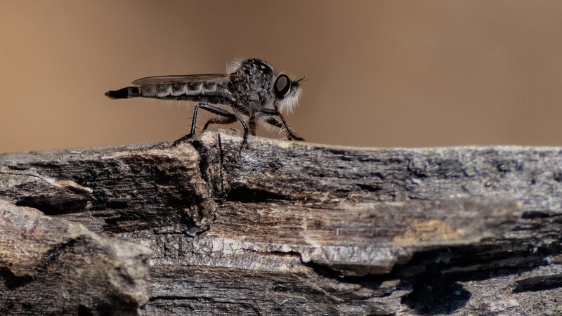 Gray Robber Fly