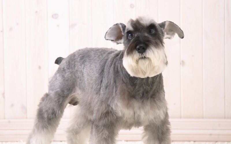 gray schnauzer dog standing