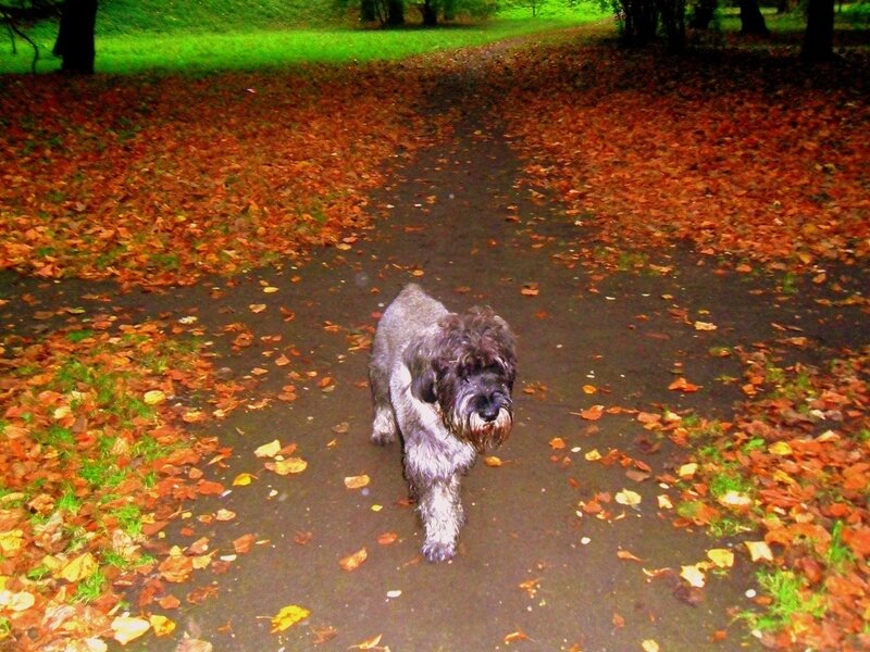 Gray Schnauzer Dog