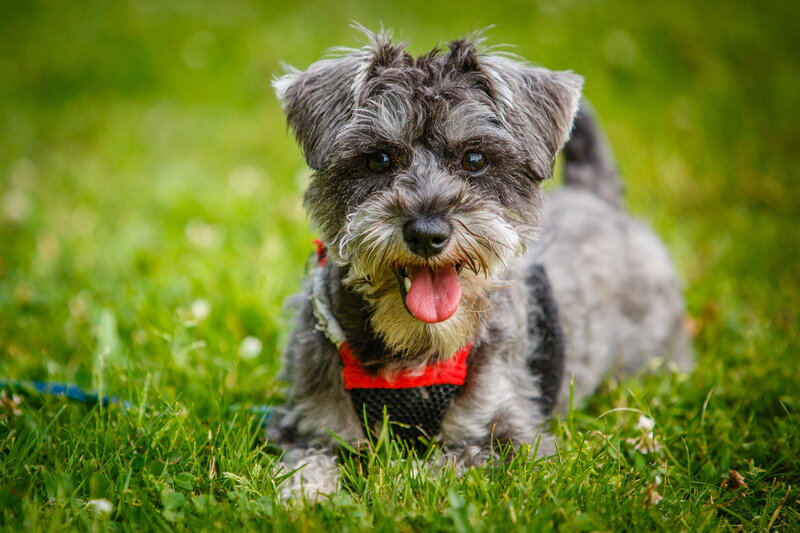 Gray Schnauzer Puppy — Green