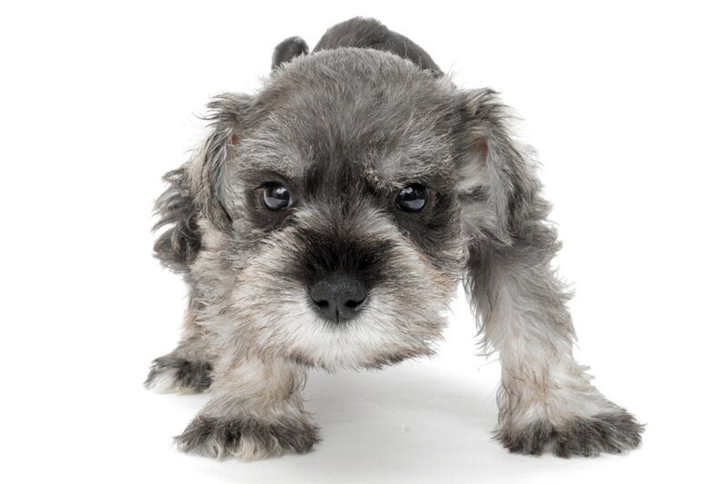 Gray Schnauzer Puppy