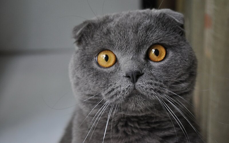Gray Scott Cat — Alert