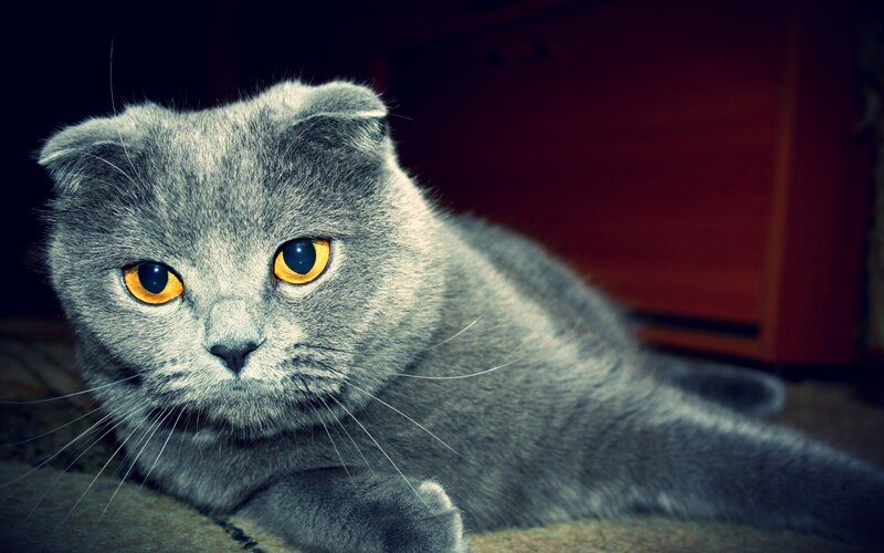 Gray Scott Cat — Dramatic