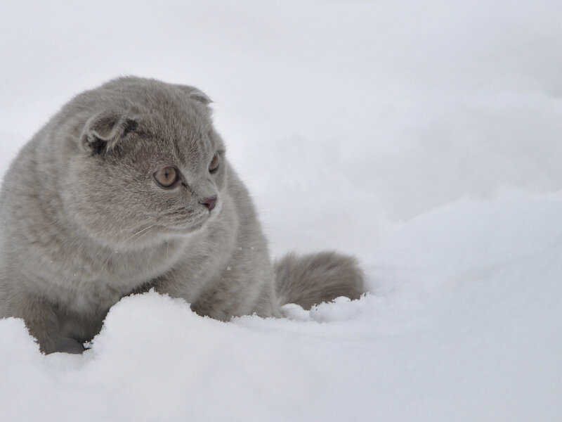 Gray Scott Cat in Snow