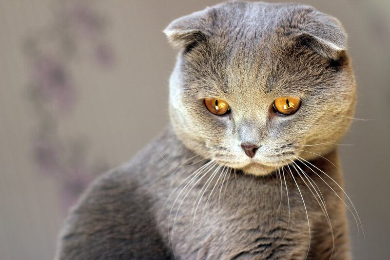 Gray Scottish Fold Cat — Calm, Photograph