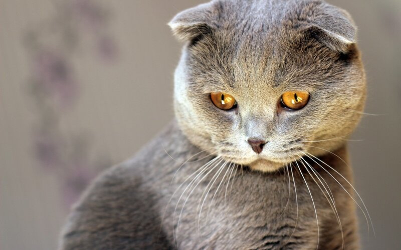 Gray Scottish Fold Cat — Calm, Photograph, Whiskers