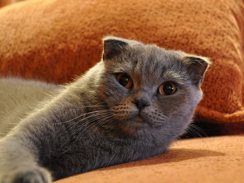 Gray Scottish Fold Cat — Calm