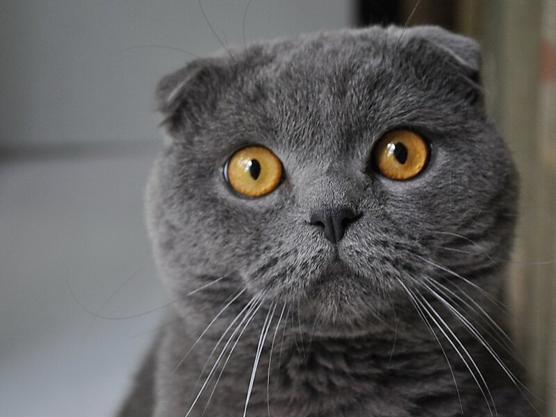 Gray Scottish Fold Cat