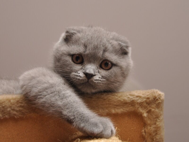 Gray Scottish Fold Kitten