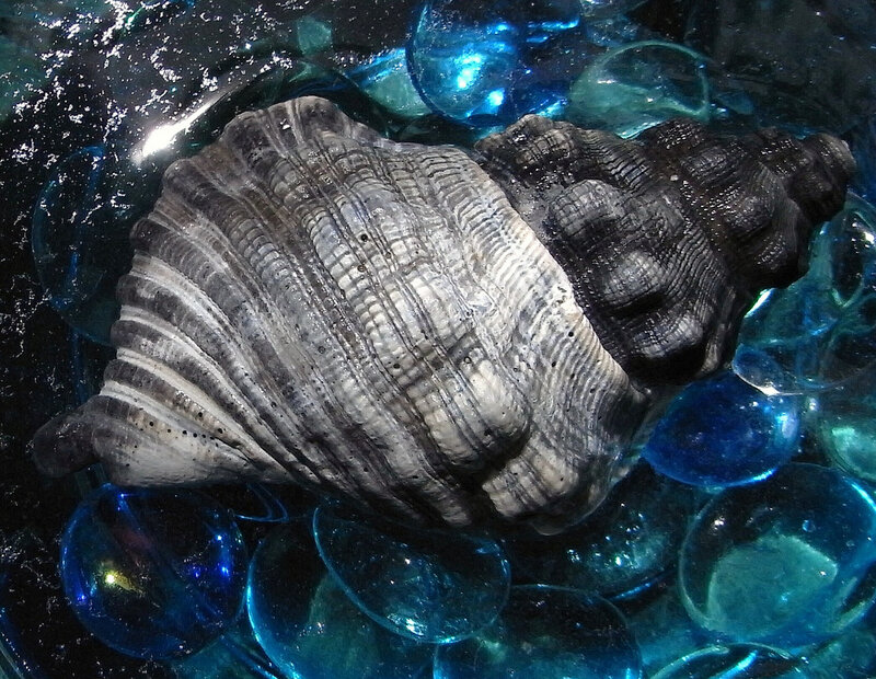 Gray Seashell on Blue Glass