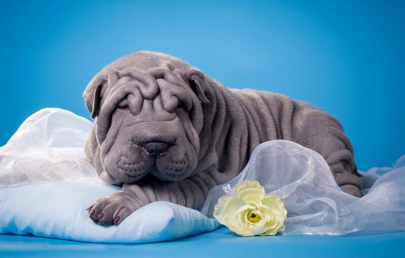 Gray Shar-pei Puppy