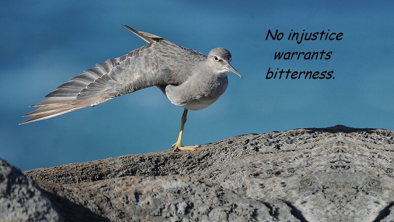 Gray Shorebird on Rock