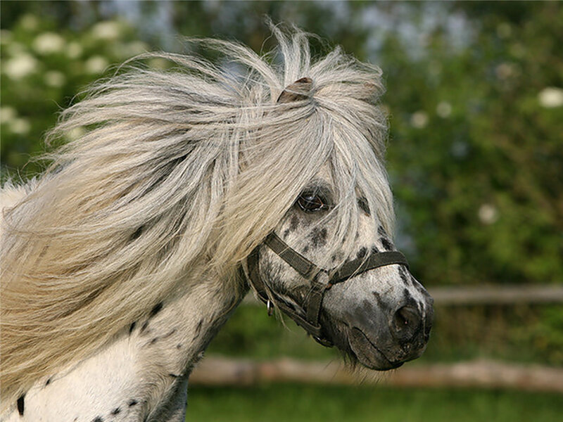 Gray Spotted Pony