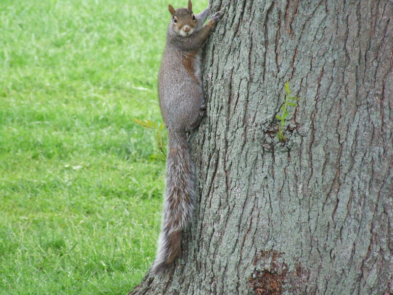 Gray Squirrel Climbing Tree
