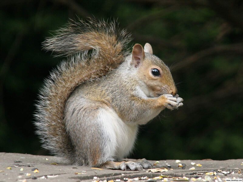 Gray Squirrel Eating — Brown, Calm, Afternoon, Photograph, Seeds