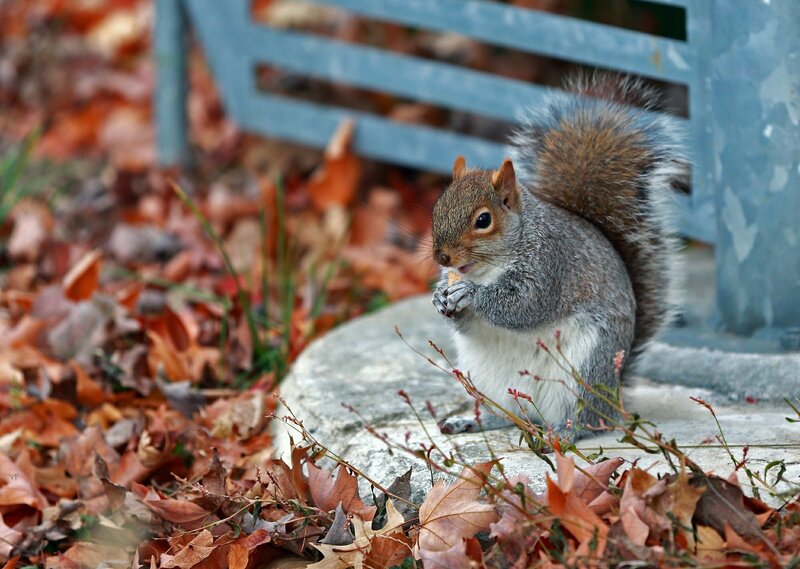 Gray Squirrel Eating — Brown, Calm, Autumn, Photograph