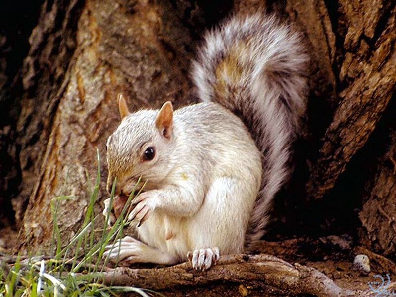 Gray Squirrel Eating — Brown, Calm