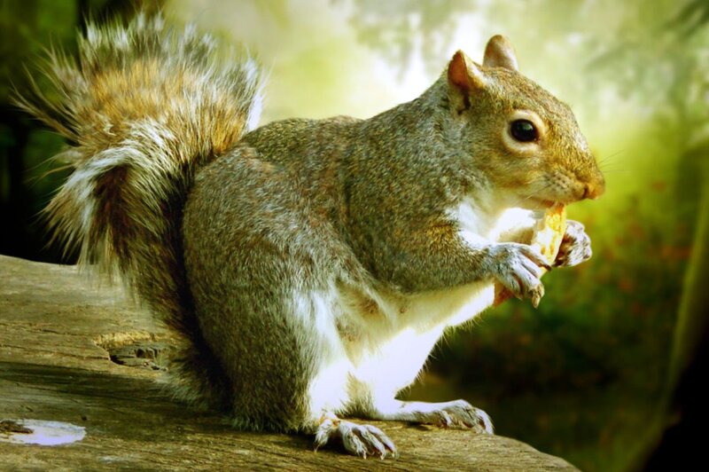 Gray Squirrel Eating — Brown, Natural