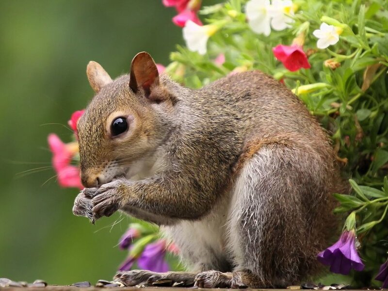 Gray Squirrel Eating — Brown