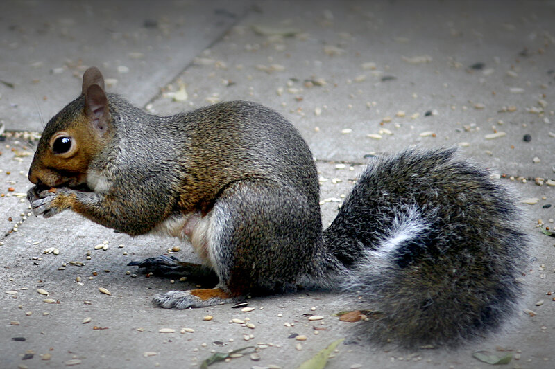 Gray Squirrel Eating — Calm, Afternoon, Photograph