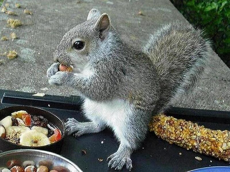 Gray Squirrel Eating — Calm, Afternoon