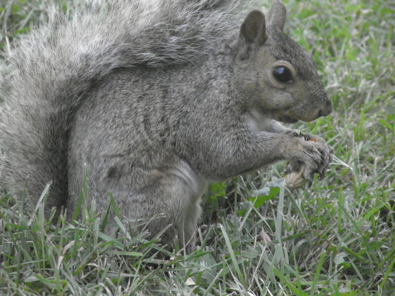 Gray Squirrel Eating — Calm, Photograph, Grass