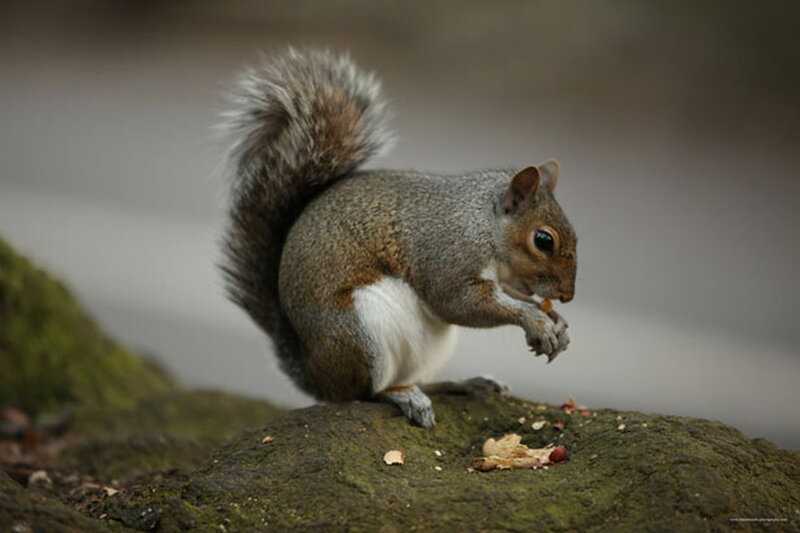 Gray Squirrel Eating — Calm, Photograph, Rock