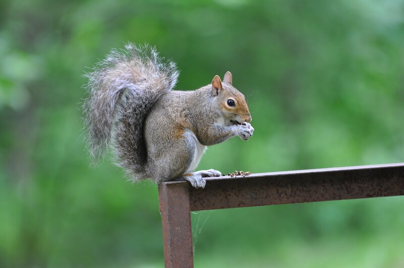 Gray Squirrel Eating — Calm, Photograph