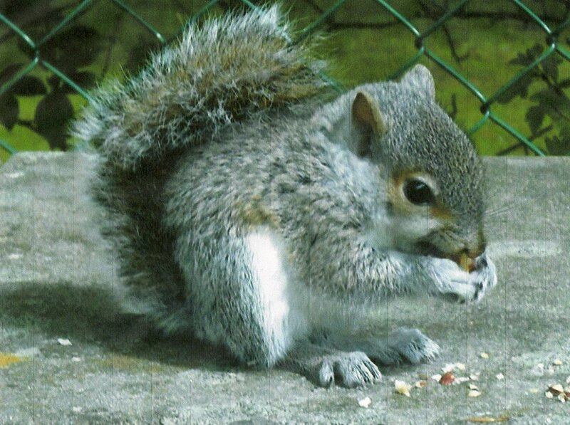 Gray Squirrel Eating — Calm