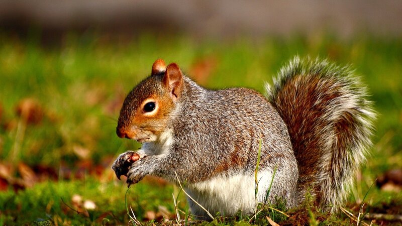 Gray Squirrel Eating — Green, Calm, Afternoon, Photograph, Grass, Leaves