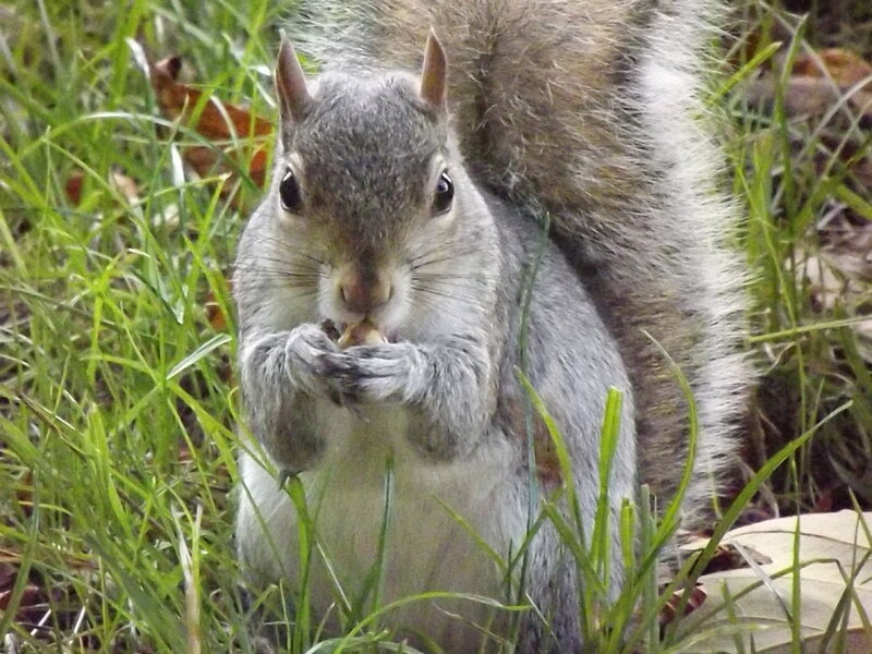 Gray Squirrel Eating — Green, Calm, Afternoon, Photograph, Grass, Nuts