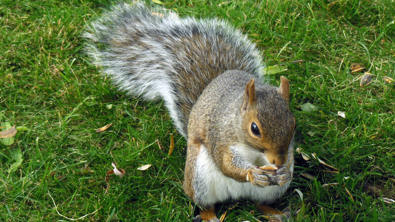 Gray Squirrel Eating — Green, Calm, Afternoon, Photograph, Grass