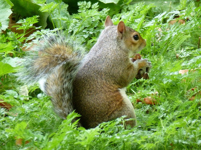 Gray Squirrel Eating — Green, Calm, Afternoon, Photograph