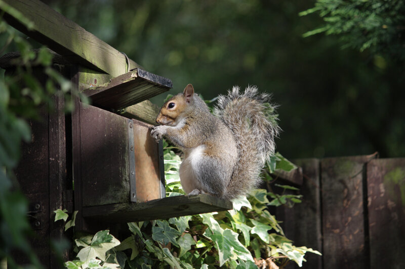 Gray Squirrel Eating — Green, Calm, Afternoon