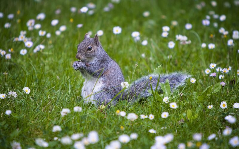 Gray Squirrel Eating — Green, Calm, Spring, Photograph, Grass