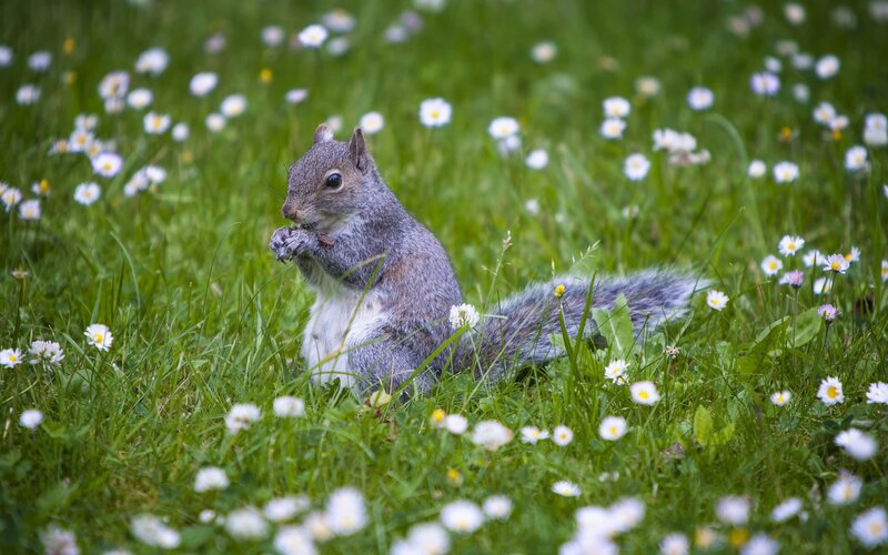 Gray Squirrel Eating — Green, Calm, Spring, Photograph