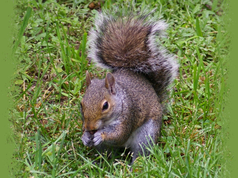 Gray Squirrel Eating — Green, Calm