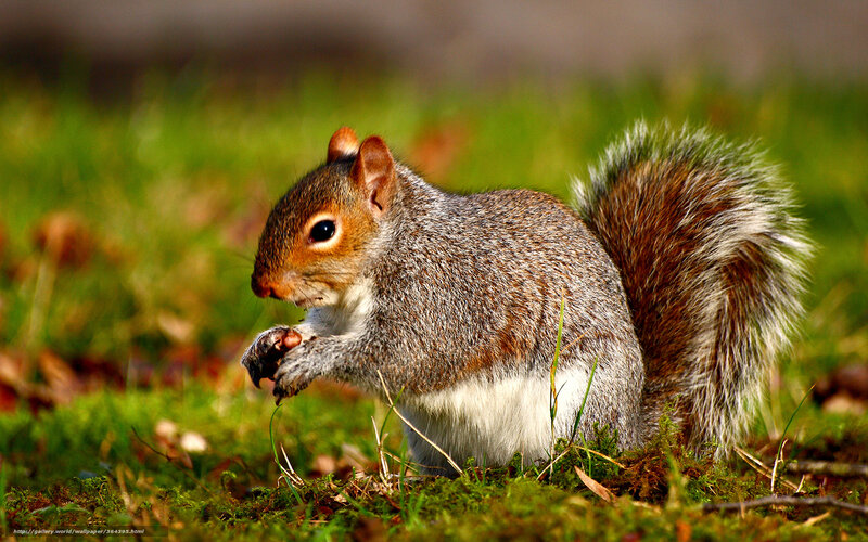 Gray Squirrel Eating — Green, Natural, Afternoon