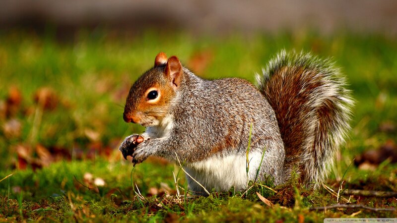 Gray Squirrel Eating — Green, Natural