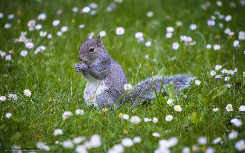 Gray Squirrel Eating — Green, Peaceful